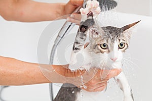Bathing a cat