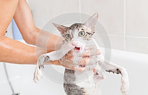 Bathing a cat