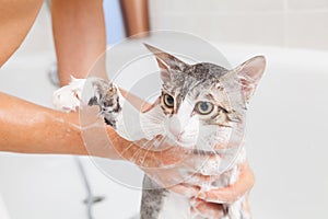 Bathing a cat