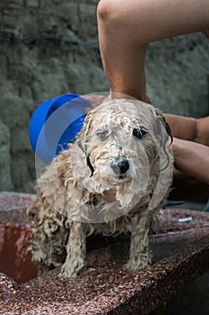 Bathing a chapi breed dog