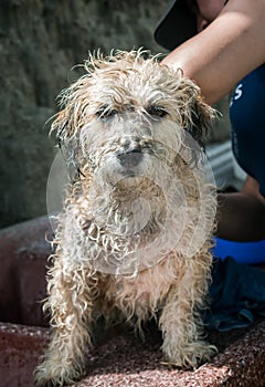 Bathing a chapi breed dog