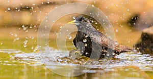Bathing Common Starling