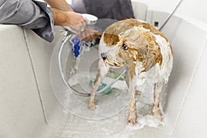 Bathing a cute dog