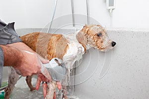 bathing a cute dog