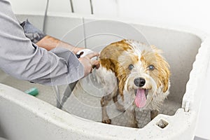 Bathing a cute dog