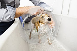 Bathing a cute dog