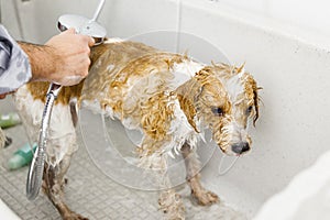 Bathing a cute dog