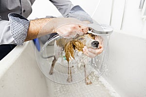 Bathing a cute dog