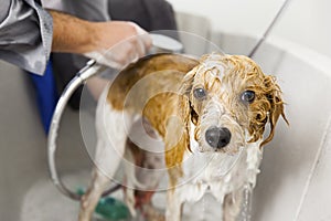 Bathing a cute dog