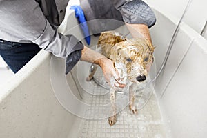 Bathing a cute dog