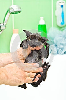 Bathing cute little black kitten