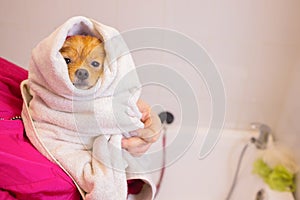 Bathing a dog in the bathroom under the shower. Grooming animals, grooming, drying and styling dogs, combing wool