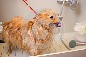 Bathing a dog in the bathroom under the shower. Grooming animals, grooming, drying and styling dogs, combing wool
