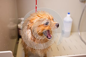 Bathing a dog in the bathroom under the shower. Grooming animals, grooming, drying and styling dogs, combing wool