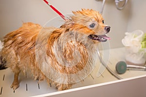 Bathing a dog in the bathroom under the shower. Grooming animals, grooming, drying and styling dogs, combing wool