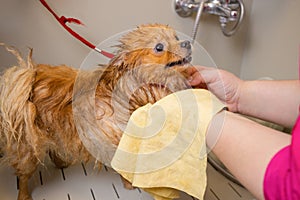 Bathing a dog in the bathroom under the shower. Grooming animals, grooming, drying and styling dogs, combing wool