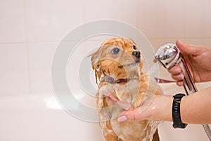 Bathing a dog in the bathroom under the shower. Grooming animals, grooming, drying and styling dogs, combing wool
