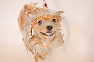 Bathing a dog in the bathroom under the shower. Grooming animals, grooming, drying and styling dogs, combing wool