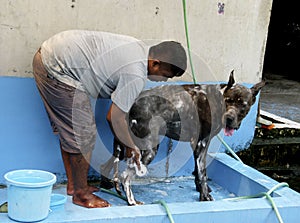 Bathing dog