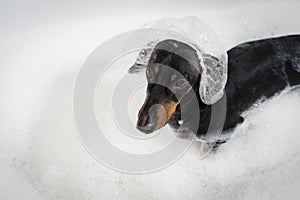 Bathing of the dog dachshund, black and tan. Happiness dog taking a bubble bath