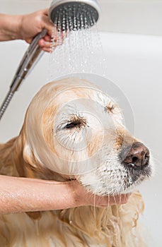 Bathing a dog Golden Retriever