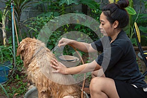 Bathing dog, A woman is bathing for her dog golden retriever