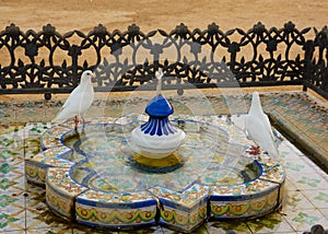 Bathing doves, Seville, Andalucia, Spain