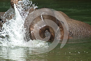 Bathing Elephant