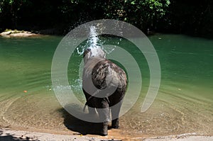 Bathing Elephant