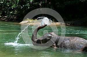 Bathing Elephant