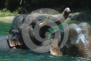 Bathing Elephant