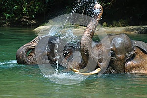 Bathing Elephant