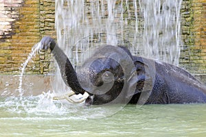 Bathing elephant