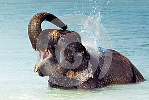 Bathing elephant img