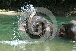 Bathing Elephant photo