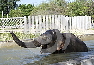 Bathing elephant-male