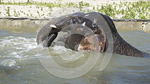 Bathing elephant-male