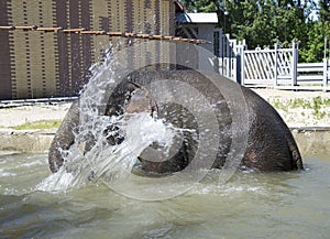 Bathing elephant-male