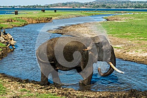 Bathing Elephant at the Waterhole of Minneriya National Park in Sri Lanka photo