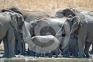 Bathing Elephants.