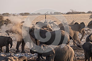 Bathing Elephants in Etosha