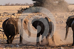 Bathing Elephants in Etosha