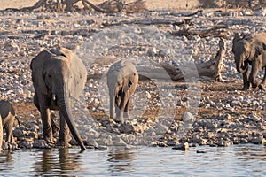 Bathing Elephants in Etosha