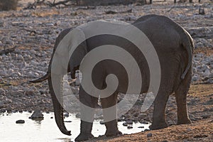 Bathing Elephants in Etosha