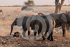 Bathing Elephants in Etosha