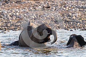 Bathing Elephants in Etosha