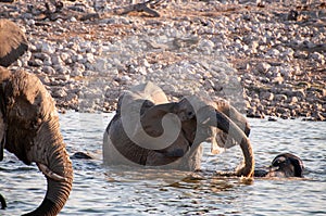 Bathing Elephants in Etosha