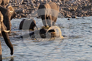 Bathing Elephants in Etosha