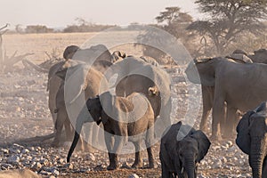 Bathing Elephants in Etosha