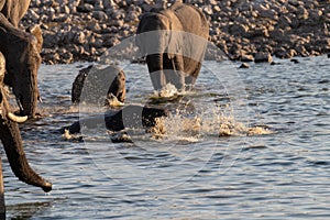 Bathing Elephants in Etosha